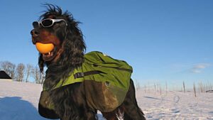 bikkjekaldt dog with a coat
