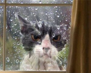 cat stuck in bad weather - værfast